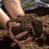 Ericaceous soil - a guide