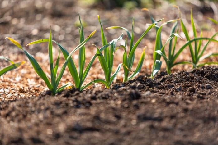 Vegetable Growing