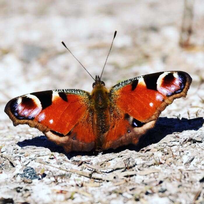 Peacock Butterfly