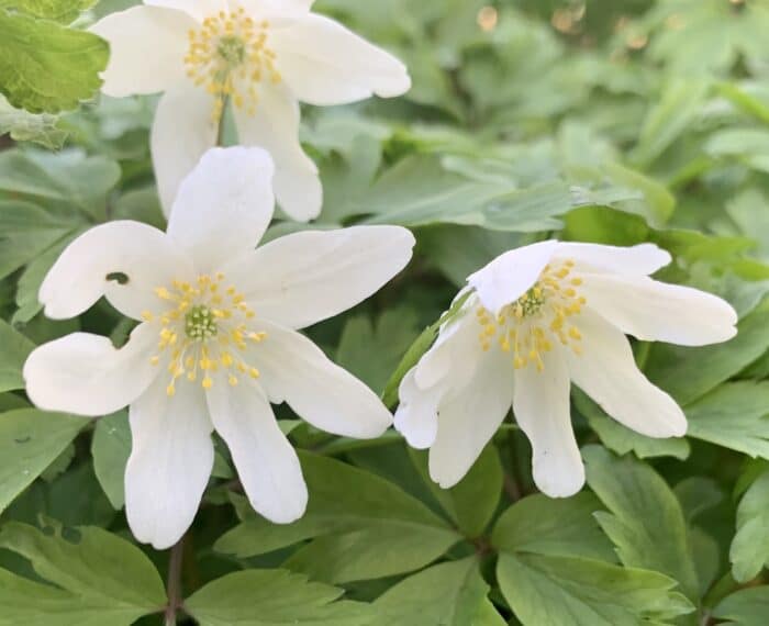 Wood Anemone