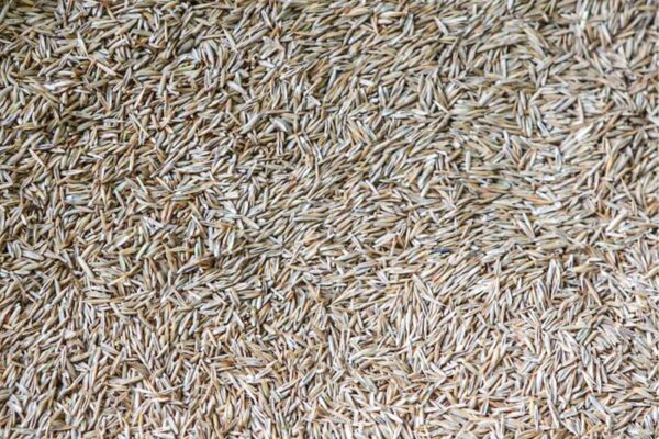 Grass Seed