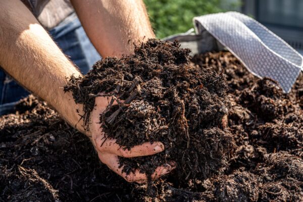 Mushroom Compost