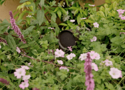 Image of a speaker in amongst garden plants and flowers